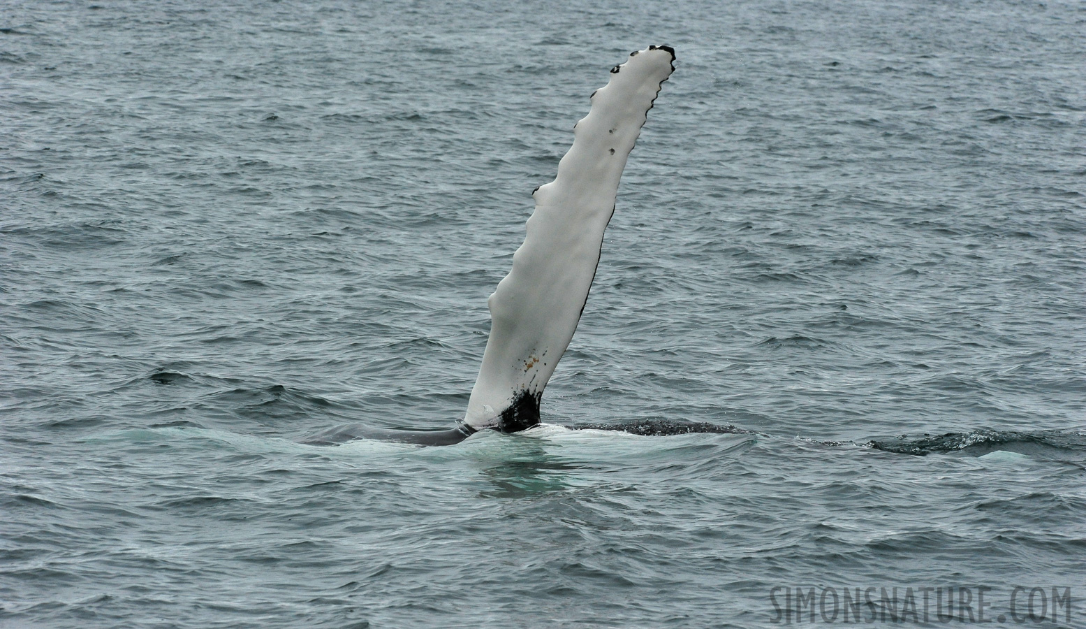 Megaptera novaeangliae [280 mm, 1/1250 sec at f / 11, ISO 2500]